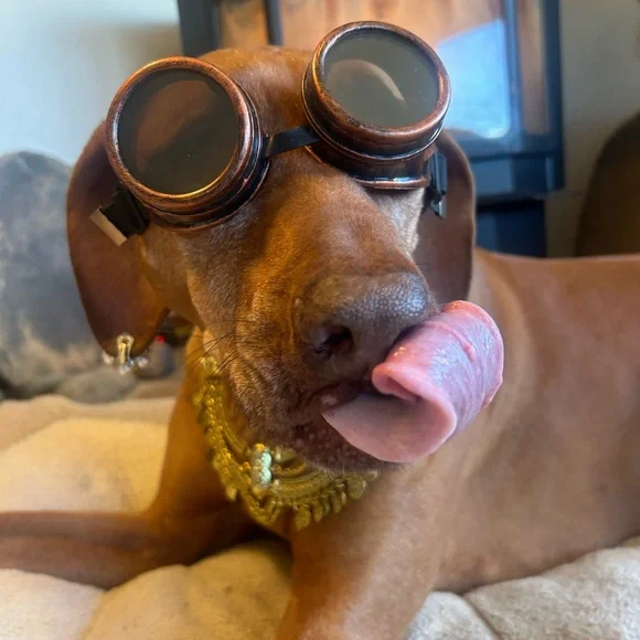 @4toomanydogs is live at 5 EST Dec 5! Vintage & Handcrafted Rose & Web  Trainer - Picture 4 of 11